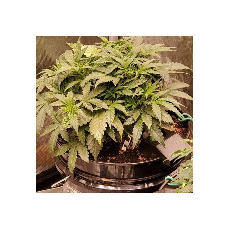 Humboldt Sour Diesel Auto, Фасовка: 3, изображение 3